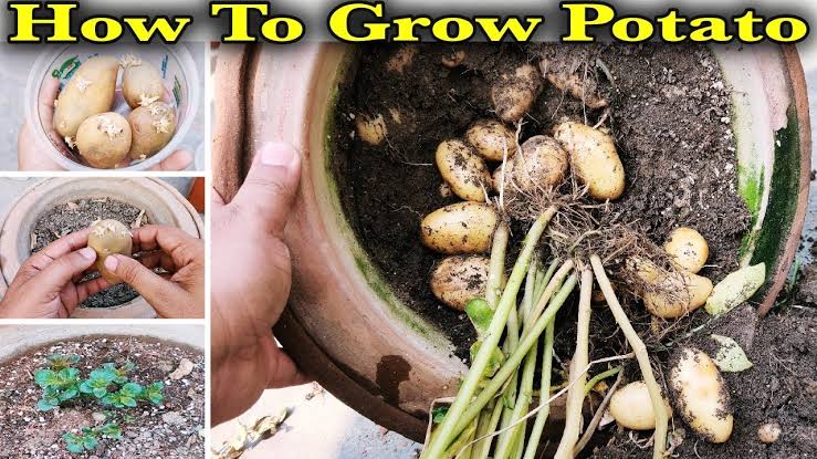 How to grow potatoes at home?