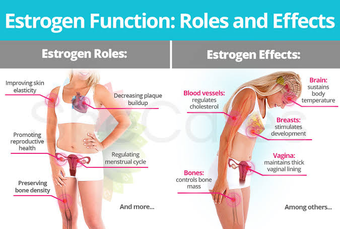 Estrogen: How Does It Affect Your Skin, Shape, and Mind?
