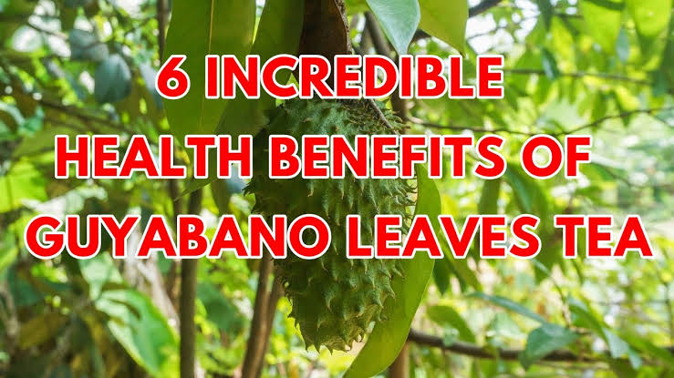 Incredible Guyabano Leaves Tea Benefits