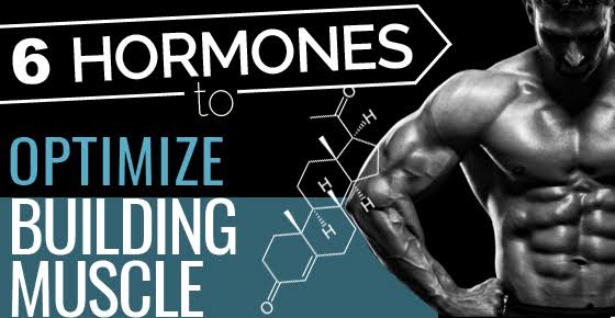 What are the most famous muscle amplifying hormones and does it have any damage?