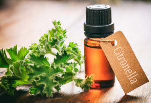 cironella-oil_522429463-_2_CROP_ressized (1)