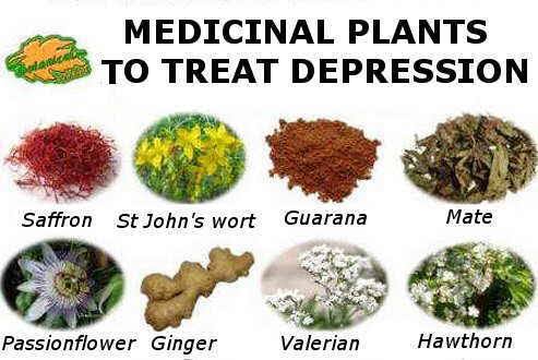 4 natural herbs to treat depression.. Get to know them