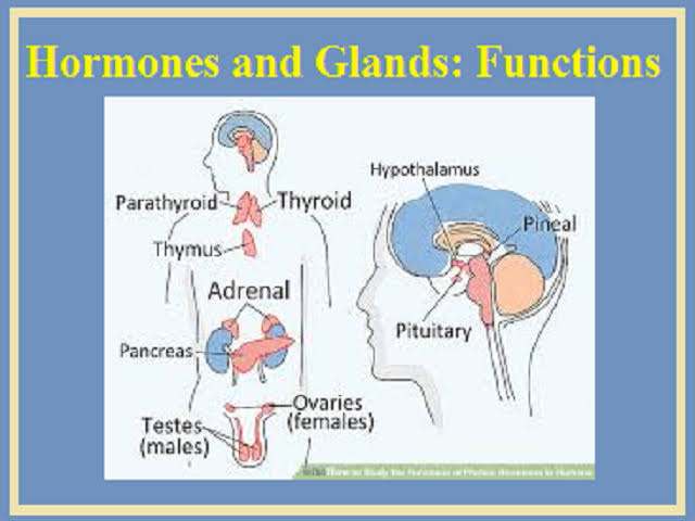 Hormones .. their types and their importance to the body