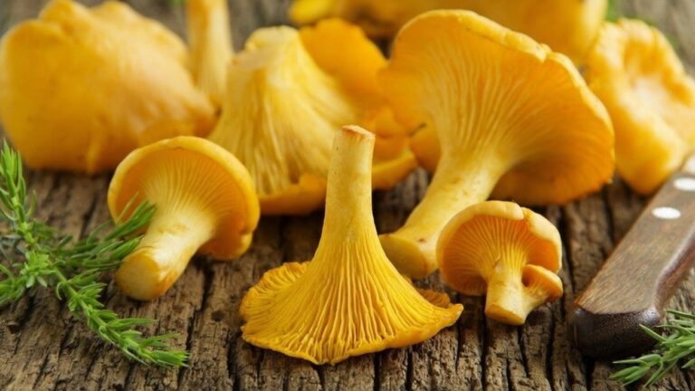 007f23c3-1e83-4bc9-b806-de10be985f43