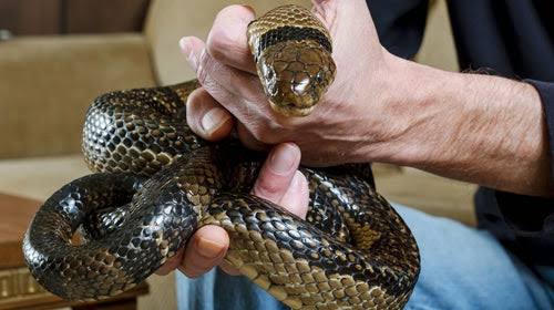Hollywood stars fight aging with snake venom