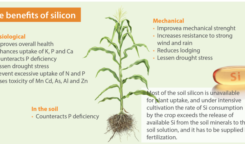 What is silicon and what are its health benefits?