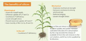 What is silicon and what are its health benefits?