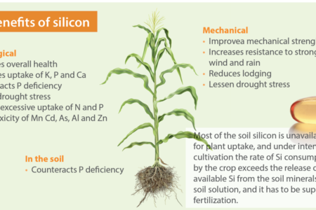 What is silicon and what are its health benefits?