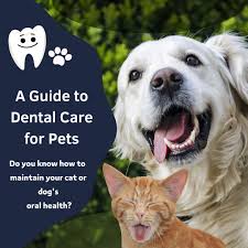 pet dental health