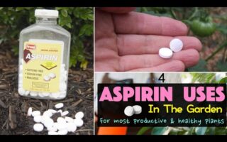 5 Surprising Uses for Aspirin