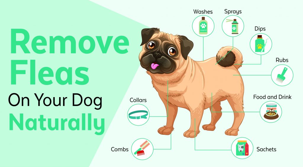 Natural Flea Remedies for Pets
