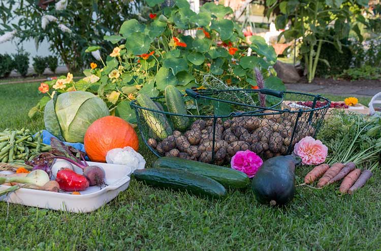 How to Plant a Fall Garden