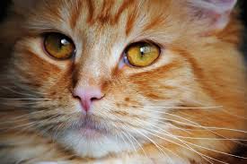 10 Facts You Didn’t Know About Cat Whiskers