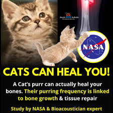 Did you know that your cat’s purring can heal you?