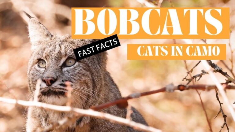 8 Fascinating Facts About Bobcats