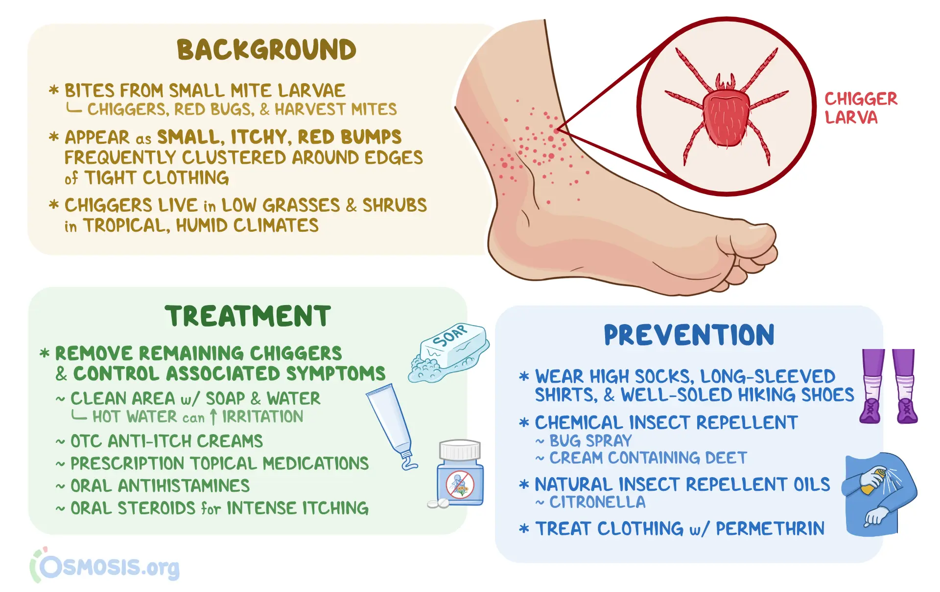 10 Effective Remedies for Chigger Bites (You Have at Home)