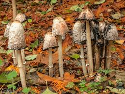 Mushrooms: Delicious and beneficial, but beware of inedible ones