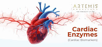 Causes of Changes in Heart Enzyme Levels